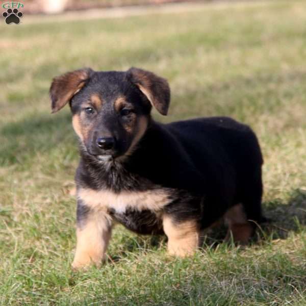 Special, German Shepherd Mix Puppy