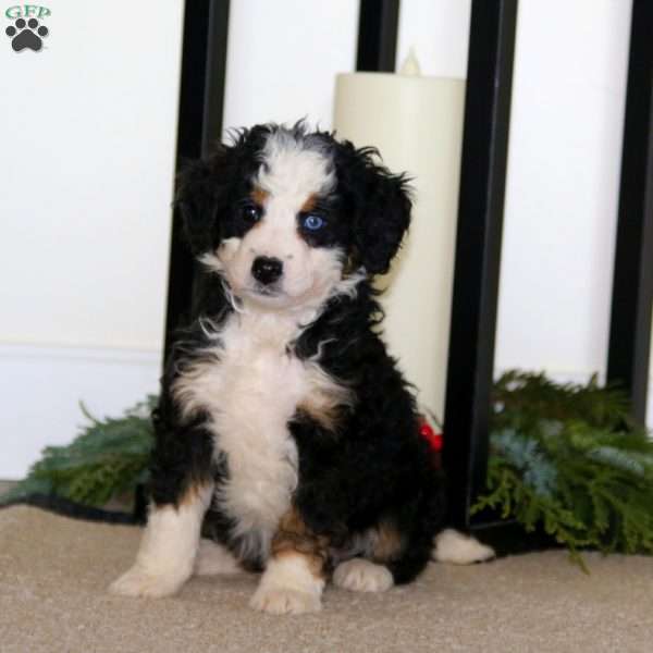 Special, Mini Bernedoodle Puppy