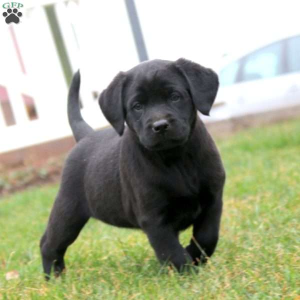 Special, Black Labrador Retriever Puppy