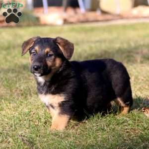 Special, German Shepherd Mix Puppy