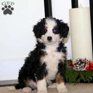 Special, Mini Bernedoodle Puppy