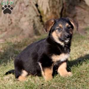 Special, German Shepherd Mix Puppy