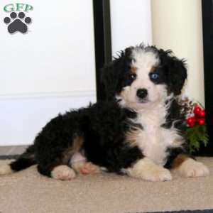 Special, Mini Bernedoodle Puppy