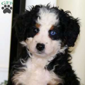 Special, Mini Bernedoodle Puppy