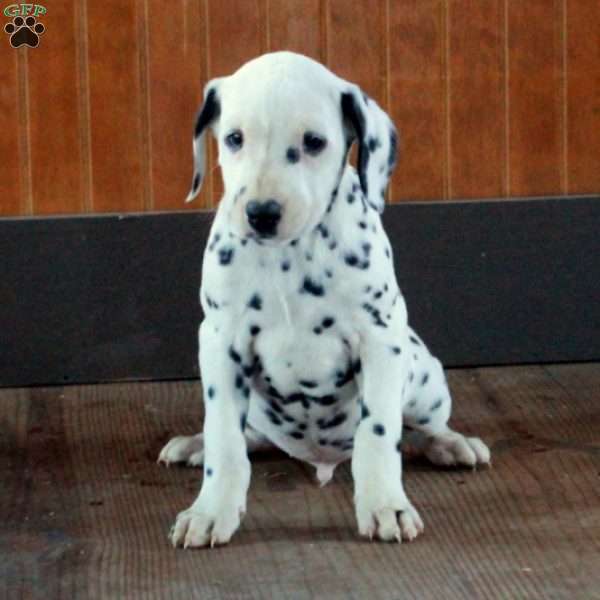 Spencer, Dalmatian Puppy