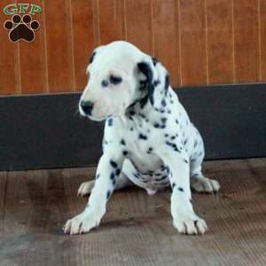 Spencer, Dalmatian Puppy