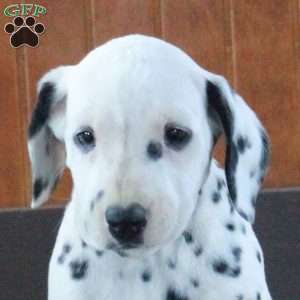 Spencer, Dalmatian Puppy