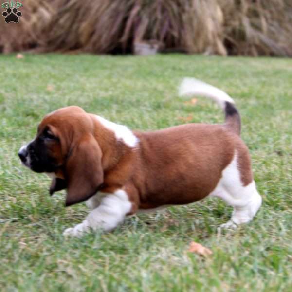 Spice, Basset Hound Puppy