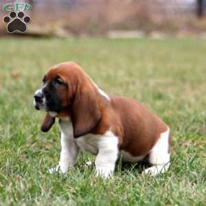 Spice, Basset Hound Puppy