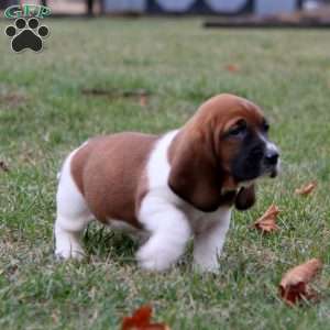 Spice, Basset Hound Puppy