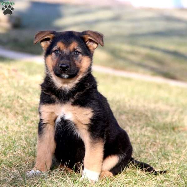 Spiffy, German Shepherd Mix Puppy