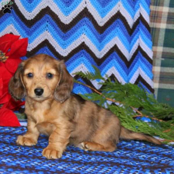 Spiffy, Dachshund Puppy