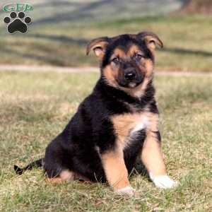 Spiffy, German Shepherd Mix Puppy