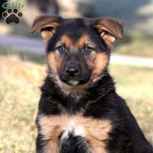 Spiffy, German Shepherd Mix Puppy