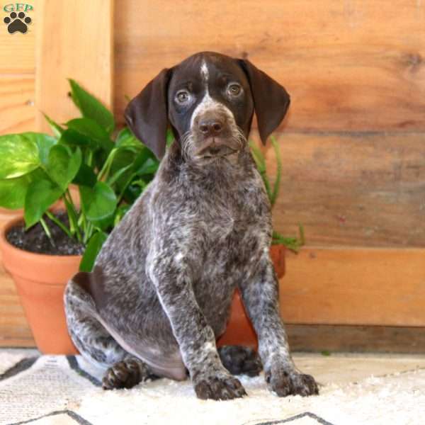 Spike, German Shorthaired Pointer Puppy