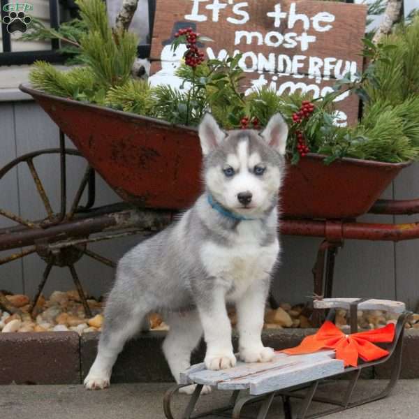 Spirit, Siberian Husky Puppy