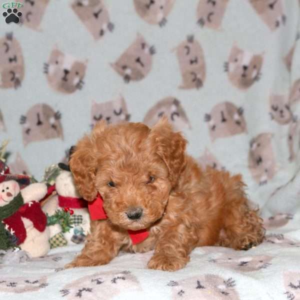 Spirit, Miniature Poodle Puppy