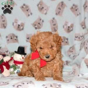 Spirit, Miniature Poodle Puppy