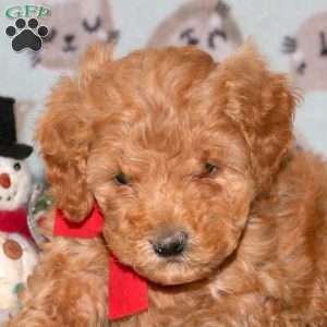 Spirit, Miniature Poodle Puppy