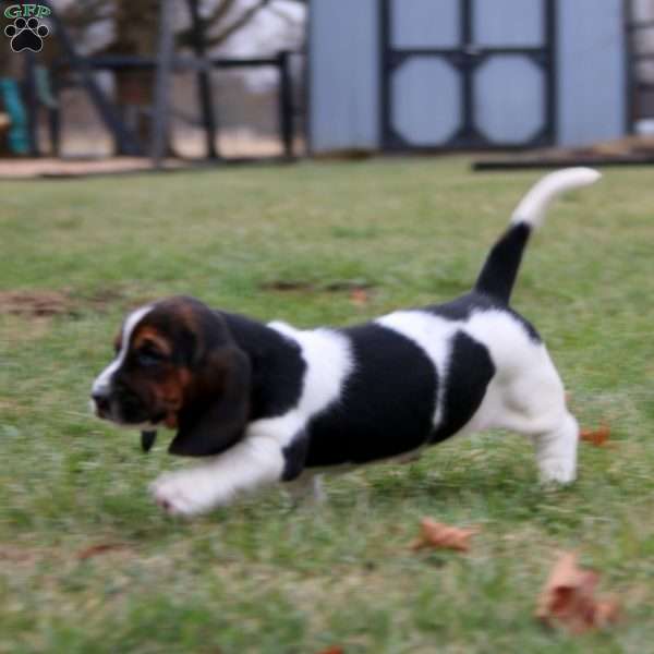 Splash, Basset Hound Puppy