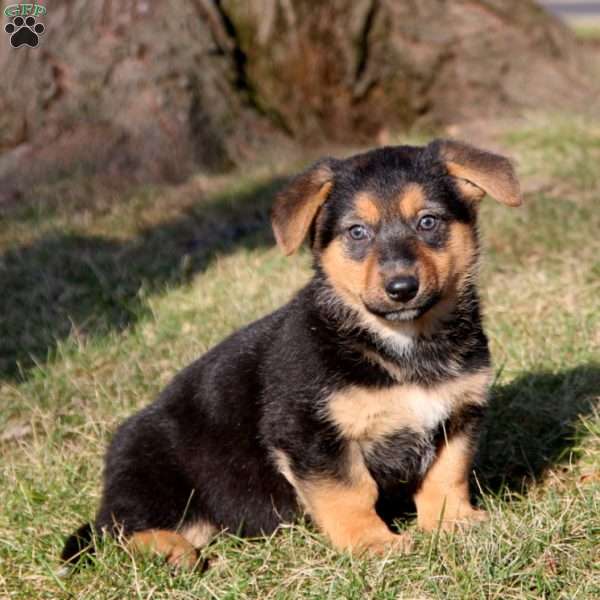 Splash, German Shepherd Mix Puppy