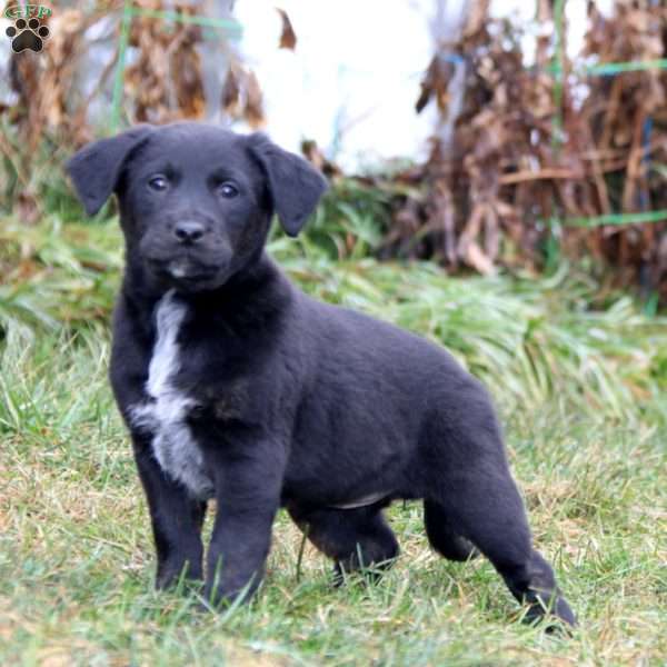 Splash, Golden Retriever Mix Puppy