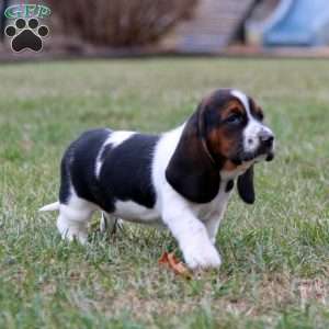 Splash, Basset Hound Puppy