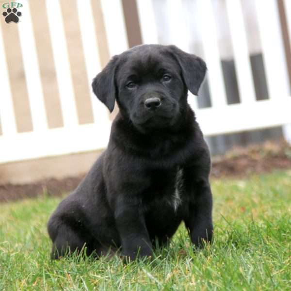 Splash, Black Labrador Retriever Puppy