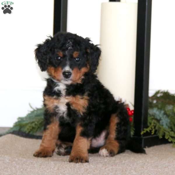 Splash, Mini Bernedoodle Puppy