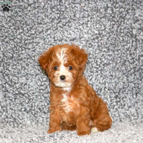 Sprinkle, Cavapoo Puppy