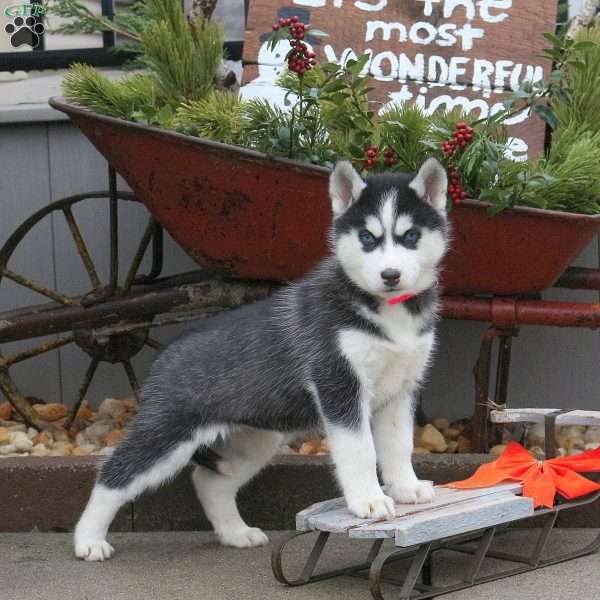 Sprinkles, Siberian Husky Puppy