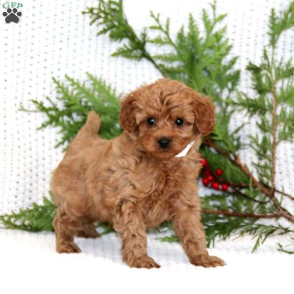 Sprinkles, Cavapoo Puppy