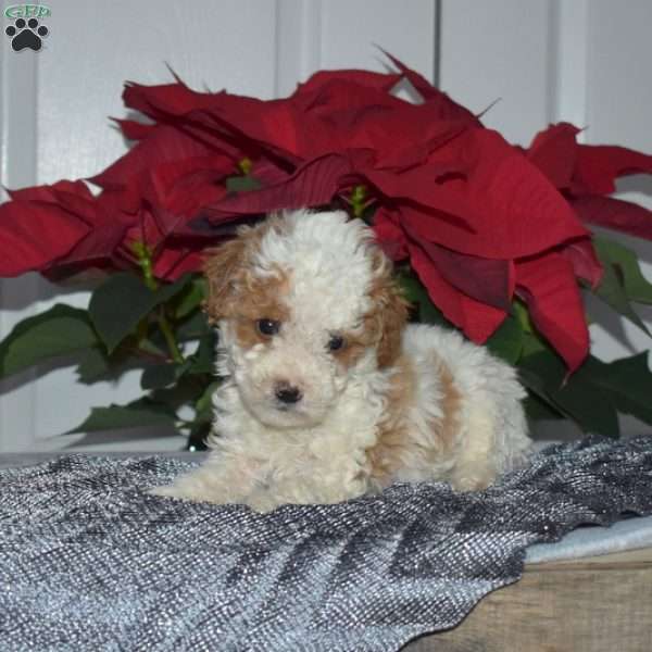 Sprout, Toy Poodle Puppy