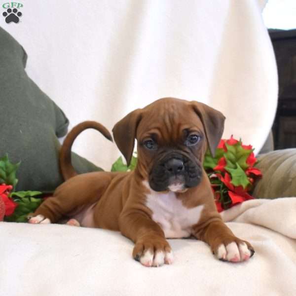 Sprout, Boxer Puppy