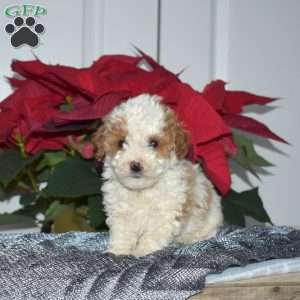 Sprout, Toy Poodle Puppy