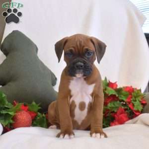 Sprout, Boxer Puppy