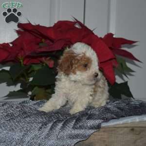 Sprout, Toy Poodle Puppy