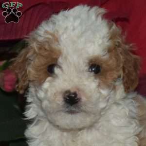 Sprout, Toy Poodle Puppy