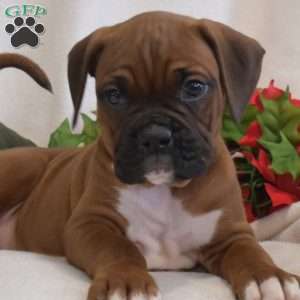 Sprout, Boxer Puppy