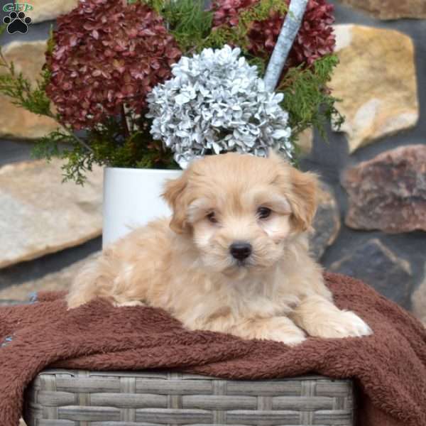 Spruce, Maltipoo Puppy