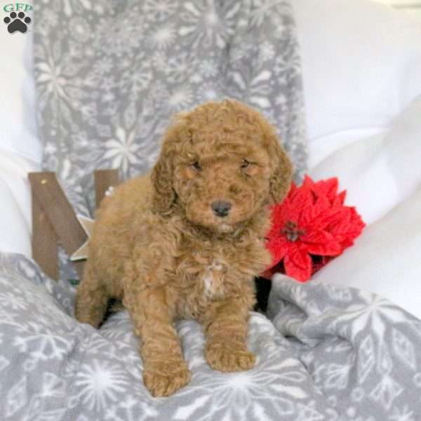 Spunky, Mini Goldendoodle Puppy