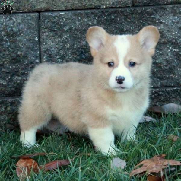 Stuart, Pembroke Welsh Corgi Puppy