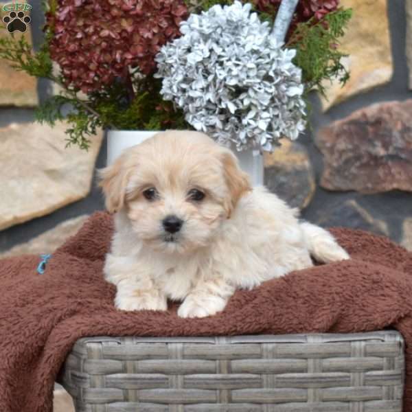 Star, Maltipoo Puppy