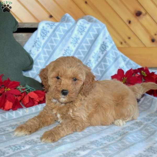 Star, Mini Goldendoodle Puppy