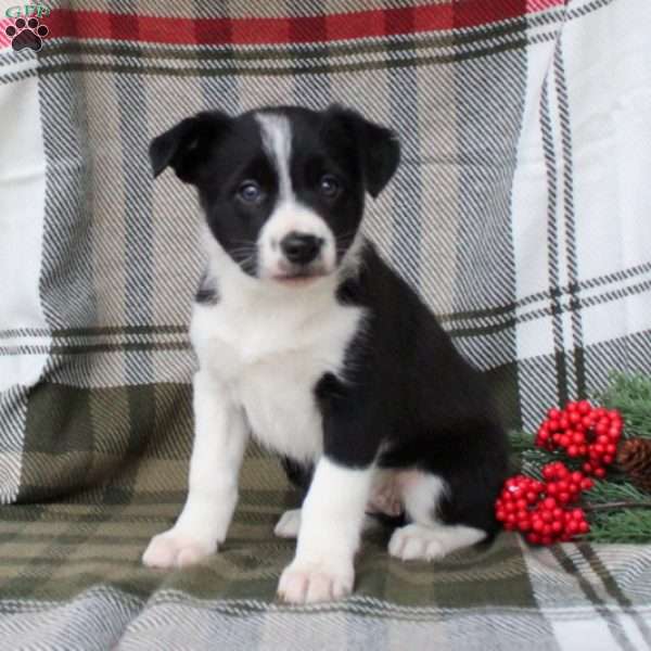 Star, Border Collie Puppy