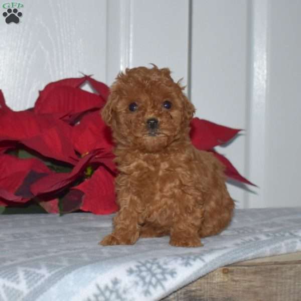 Star, Toy Poodle Puppy