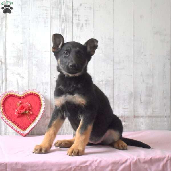 Star, German Shepherd Puppy