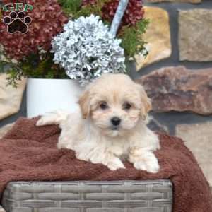 Star, Maltipoo Puppy