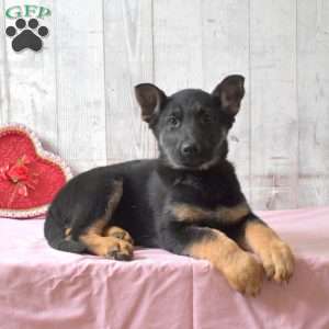 Star, German Shepherd Puppy