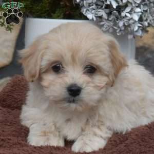 Star, Maltipoo Puppy